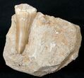 Fossil Mosasaurus Tooth In Matrix #14250-1